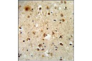 AP17892PU-N ATF6 Antibody (Center) staining of Formalin-Fixed and Paraffin-Embedded Human brain tissue. (ATF6 抗体  (Middle Region))