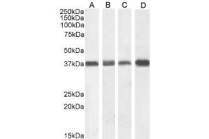 ABIN185372 (1µg/ml) staining of NIH3T3 (A), (0. (NPM1 抗体  (C-Term))