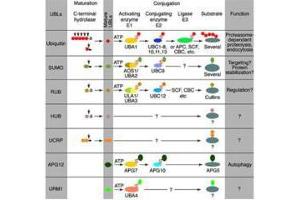 Immunoblot of Hub1 fusion protein. (Hub1 抗体)