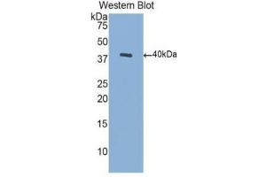 Western Blotting (WB) image for anti-Brain-Derived Neurotrophic Factor (BDNF) (AA 129-247) antibody (ABIN1077869) (BDNF 抗体  (AA 129-247))
