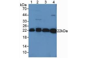 Western blot analysis of (1) Mouse Kidney Tissue, (2) Mouse Liver Tissue, (3) Rat Brain Tissue and (4) Rat Serum. (Peroxiredoxin 2 抗体  (AA 6-164))