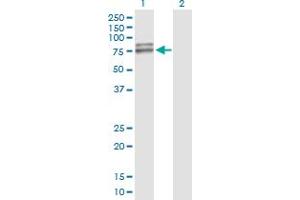 Western Blot analysis of AIFM1 expression in transfected 293T cell line by AIFM1 MaxPab polyclonal antibody. (AIF 抗体  (AA 1-613))
