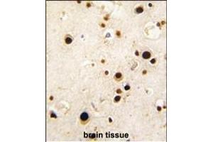 Formalin-fixed and paraffin-embedded human brain tissue reacted with HNRPQ antibody (C-term), which was peroxidase-conjugated to the secondary antibody, followed by DAB staining. (HNRPQ 抗体  (C-Term))