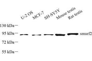 Western blot analysis of smurf2 (ABIN7075626) at dilution of 1: 500 (SMURF2 抗体)