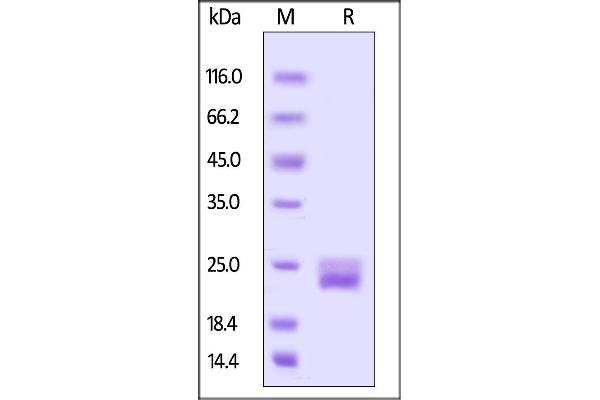 VEGFA Protein (AA 27-146) (His tag,AVI tag,Biotin)