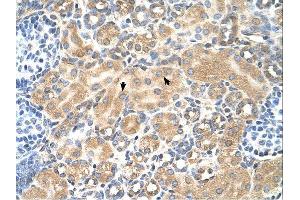 Tetraspanin 5 antibody was used for immunohistochemistry at a concentration of 4-8 ug/ml. (Tetraspanin 5 抗体  (Middle Region))