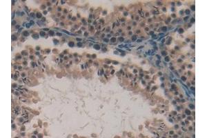 Detection of LPO in Mouse Testis Tissue using Polyclonal Antibody to Lactoperoxidase (LPO) (LPO 抗体  (AA 305-498))