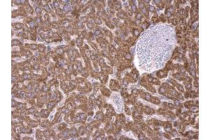 IHC-P Image RPS15 antibody detects RPS15 protein at cytosol on mouse liver by immunohistochemical analysis. (RPS15 抗体)