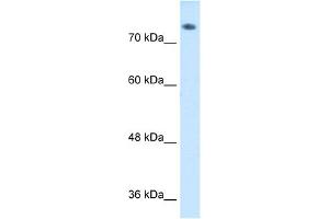 WB Suggested Anti-ABP1 Antibody  Titration: 1 ug/ml Positive Control: HepG2 cell lysate (DAO 抗体  (C-Term))