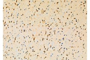 ABIN6260475 and ABIN6277853 at 1/100 staining Mouse brain tissue by IHC-P. (CASP5 抗体  (Internal Region))