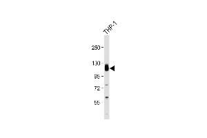 Anti-THBD Antibody (C-Term) at 1:2000 dilution + THP-1 whole cell lysate Lysates/proteins at 20 μg per lane. (Thrombomodulin 抗体  (AA 537-571))