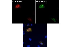 Immunofluorescence (IF) image for Chicken anti-Chicken IgY antibody (DyLight 488) (ABIN7273052) (小鸡 anti-小鸡 IgY Antibody (DyLight 488))
