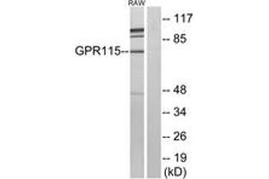 Western Blotting (WB) image for anti-G Protein-Coupled Receptor 115 (GPR115) (AA 641-690) antibody (ABIN2890790) (G Protein-Coupled Receptor 115 抗体  (AA 641-690))