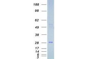 DIRAS3 Protein (Myc-DYKDDDDK Tag)