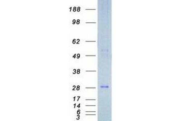 DIRAS3 Protein (Myc-DYKDDDDK Tag)