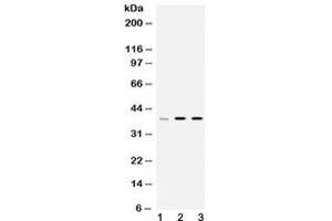 Western blot testing of 1) rat liver, 2) mouse thymus and 3) human HeLa lysate with hnRNP A1 antibody at 0. (HNRNPA1 抗体  (AA 8-42))