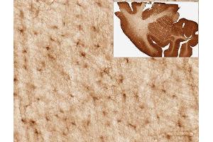 Immunohistochemistry (IHC) staining of Rhesus macaque brain for astrocyte marker Aldh1L1 using Anti-Aldh1L1 Antibody (ABIN1304520) (clone N103/39, 1:3000). (ALDH1L1 抗体  (AA 1-902))