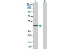 Western Blot analysis of PRTN3 expression in transfected 293T cell line by PRTN3 MaxPab polyclonal antibody. (PRTN3 抗体  (AA 1-256))