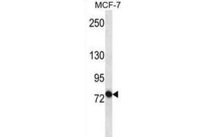 Western Blotting (WB) image for anti-ATP-Binding Cassette, Sub-Family B (MDR/TAP), Member 10 (ABCB10) antibody (ABIN3002510) (ABCB10 抗体)