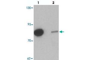 Western blot analysis of GBP6 in HeLa cell lysate with GBP6 polyclonal antibody  at 0. (GBP6 抗体  (C-Term))