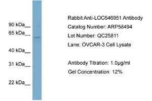 WB Suggested Anti-FAM188B2  Antibody Titration: 0. (FAM188B2 抗体  (Middle Region))