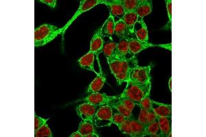 Immunofluorescence Analysis of MeOH-fixed HepG2 cells labeling Glypican-3 with Glypican-3 Mouse Monoclonal Antibody (GPC3/863) followed by Goat anti-Mouse IgG-CF488 (Green). (Glypican 3 抗体)