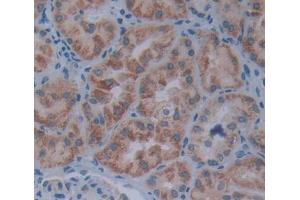Used in DAB staining on fromalin fixed paraffin- embedded kidney tissue (FKBP2 抗体  (AA 1-142))