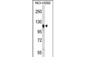 PROM2 Antibody (Center) (ABIN1538424 and ABIN2849372) western blot analysis in NCI- cell line lysates (35 μg/lane). (Prominin 2 抗体  (AA 440-466))