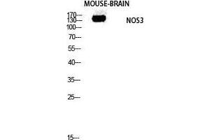 Western Blot (WB) analysis of Mouse Brain lysis using NOS3 antibody. (ENOS 抗体  (Thr180, Tyr182))