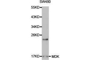 Western Blotting (WB) image for anti-Midkine (Neurite Growth-Promoting Factor 2) (MDK) antibody (ABIN1873672) (Midkine 抗体)