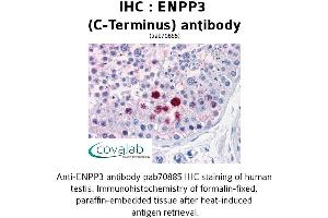 Image no. 2 for anti-Ectonucleotide pyrophosphatase/phosphodiesterase 3 (ENPP3) (C-Term) antibody (ABIN1734046) (ENPP3 抗体  (C-Term))