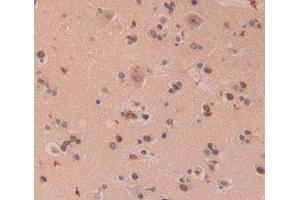 Used in DAB staining on fromalin fixed paraffin- embedded brain tissue (XPO5 抗体  (AA 2-180))