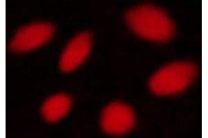 ABIN6267662 staining  COS7 cells by ICC/IF.