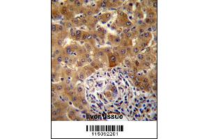 PHF17 Antibody immunohistochemistry analysis in formalin fixed and paraffin embedded human liver tissue followed by peroxidase conjugation of the secondary antibody and DAB staining. (PHF17 抗体  (N-Term))