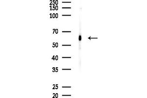 anti-Target of Myb1-Like 2 (TOM1L2) (Internal Region) antibody