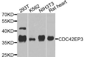 Western blot analysis of extracts of various cells, using CDC42EP3 antibody. (CDC42EP3 抗体)