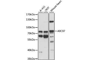 Western blot analysis of extracts of various cell lines, using ABCB7 antibody. (ABCB7 抗体)