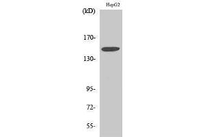 Western Blotting (WB) image for anti-Integrin, alpha 3 (ITGA3) (Internal Region) antibody (ABIN3185196) (ITGA3 抗体  (Internal Region))