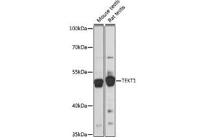 Western blot analysis of extracts of various cell lines, using TEKT1 antibody (ABIN7270759) at 1:1000 dilution. (TEKT1 抗体  (AA 1-300))