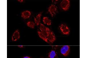 Confocal immunofluorescence analysis of U2OS cells using TEFM Polyclonal Antibody at dilution of 1:100.