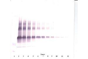 Image no. 1 for anti-Nephroblastoma Overexpressed (NOV) antibody (ABIN465355) (NOV 抗体)