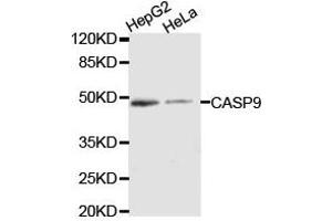 Western Blotting (WB) image for anti-Caspase 9, Apoptosis-Related Cysteine Peptidase (CASP9) antibody (ABIN1871476) (Caspase 9 抗体)