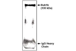 Image no. 1 for anti-Budding Uninhibited By Benzimidazoles 1 Homolog beta (Yeast) (BUB1B) (C-Term) antibody (ABIN265006) (BUB1B 抗体  (C-Term))
