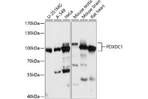 Western blot analysis of extracts of various cell lines, using PDXDC1 antibody (ABIN7269759) at 1:1000 dilution. (PDXDC1 抗体  (AA 489-788))