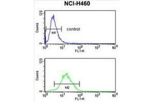 CCNB1IP1 Antibody (C-term) flow cytometry analysis of NCI-H460 cells (bottom histogram) compared to a negative control cell (top histogram). (CCNB1IP1 抗体  (C-Term))