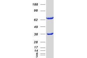 Western Blotting (WB) image for Cell Division Cycle 37-Like 1 (CDC37L1) protein (Myc-DYKDDDDK Tag) (ABIN2713836)