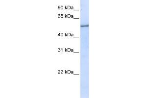 WB Suggested Anti-EIF2S3 Antibody Titration:  0. (EIF2S3 抗体  (N-Term))