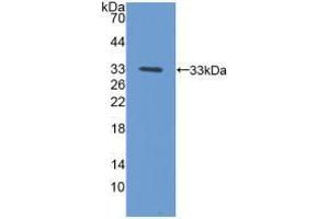 Western blot analysis of recombinant Mouse PCYOX1. (PCYOX1 抗体  (AA 249-505))