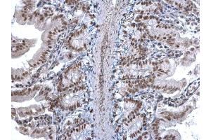 IHC-P Image U2AF35 antibody detects U2AF35 protein at nucleus on mouse intestine by immunohistochemical analysis. (U2AF1 抗体)