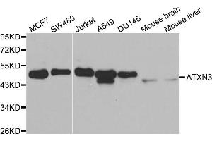 Western blot analysis of extracts of various cell lines, using ATXN3 antibody. (Ataxin 3 抗体)